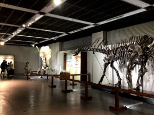 �b��́u�|�P�������Δ����فv���V���������R�Ȋw�قŊJ�Ò��I�i6��25���܂Łj�̉摜4