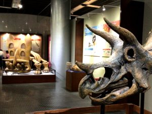 �b��́u�|�P�������Δ����فv���V���������R�Ȋw�قŊJ�Ò��I�i6��25���܂Łj�̉摜3